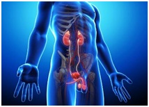 uretrocystogr